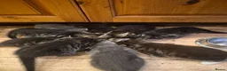 Mixed Breed cats for sale: Lots of lovely sociable kittens - Advert 12