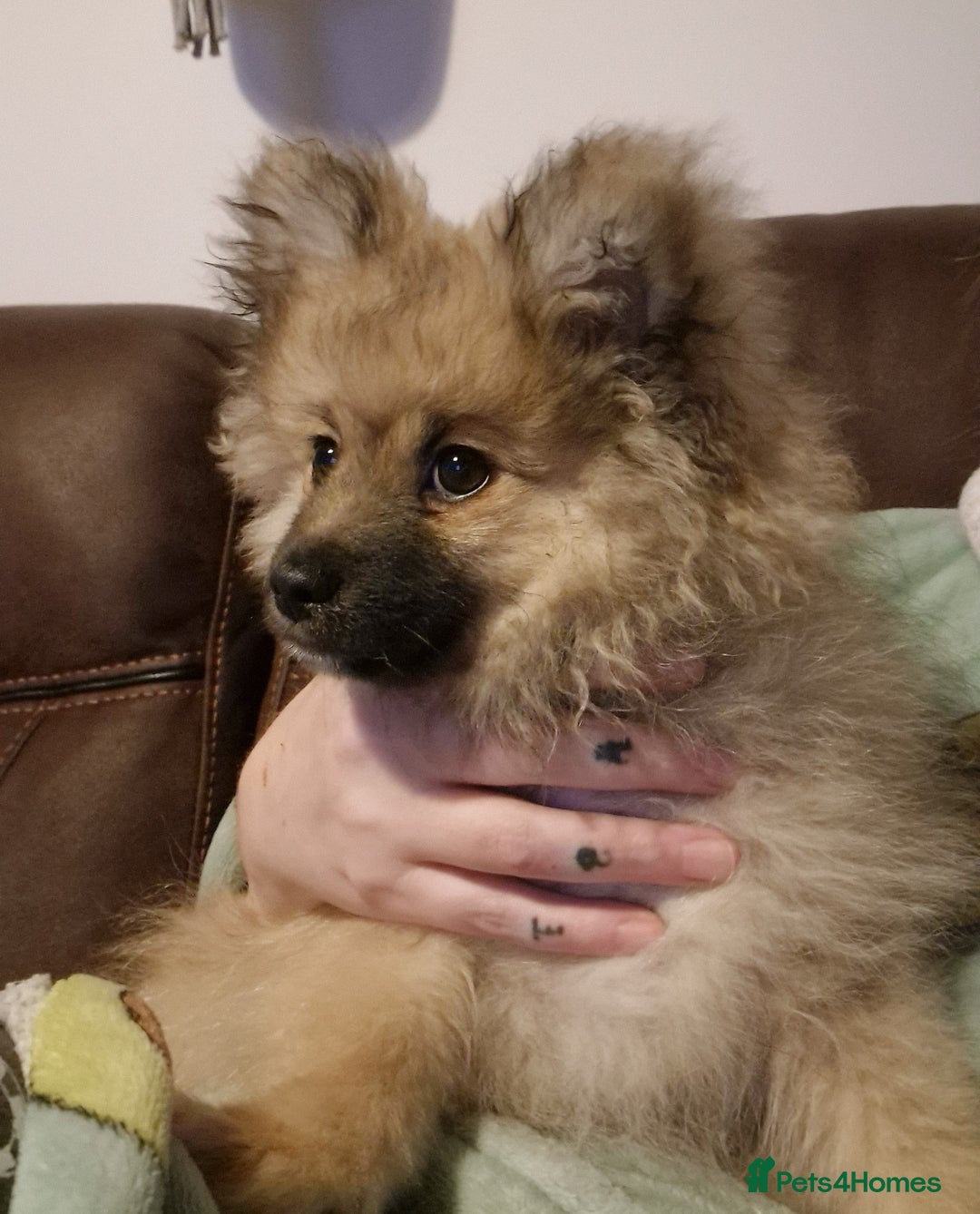 Pomeranian dogs for sale: Pomeranian kc registered boy pup, last in litter - Advert 9
