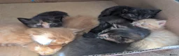 Mixed Breed cats for sale: 1 boy kitten: shadow tabby with white chest. in Taunton - Advert 17