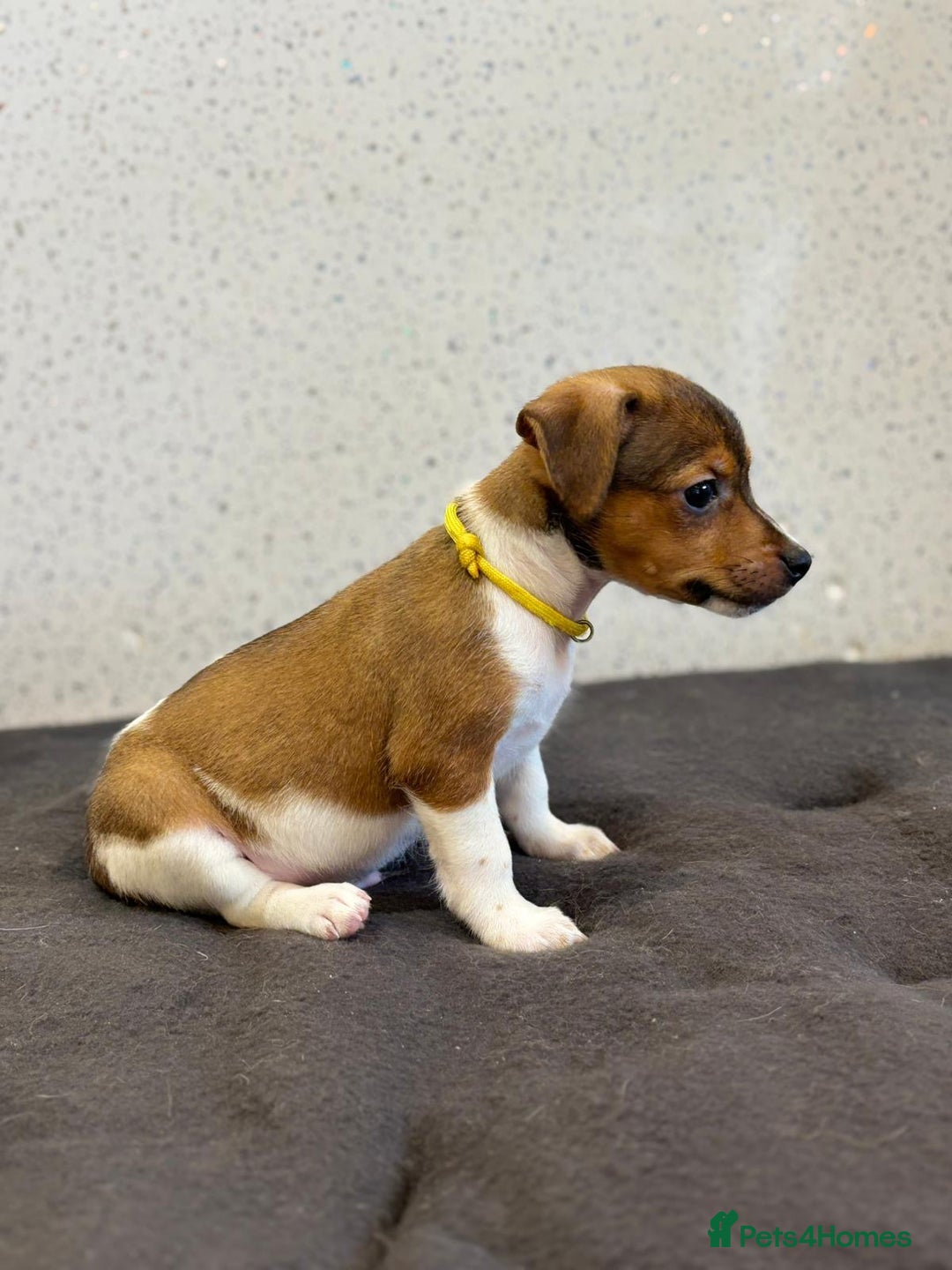 Jack Russell dogs for sale: Jack Russell puppies  - Image 16