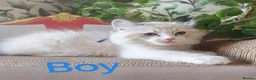 Ragdoll cats for sale: GCCF REGISTERED BEAUTIFUL RAGDOLLS KITTENS  - Advert 4
