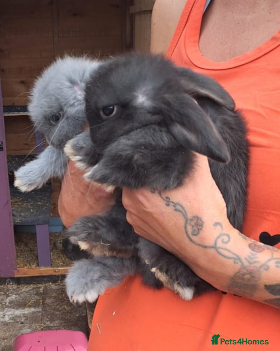 Mini Lop rabbits for sale: Cashmere mini lops ready now  - Image 1