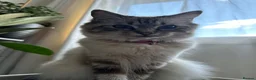 Ragdoll cats for sale: Stunning litter of Ragdoll kittens - Advert 15