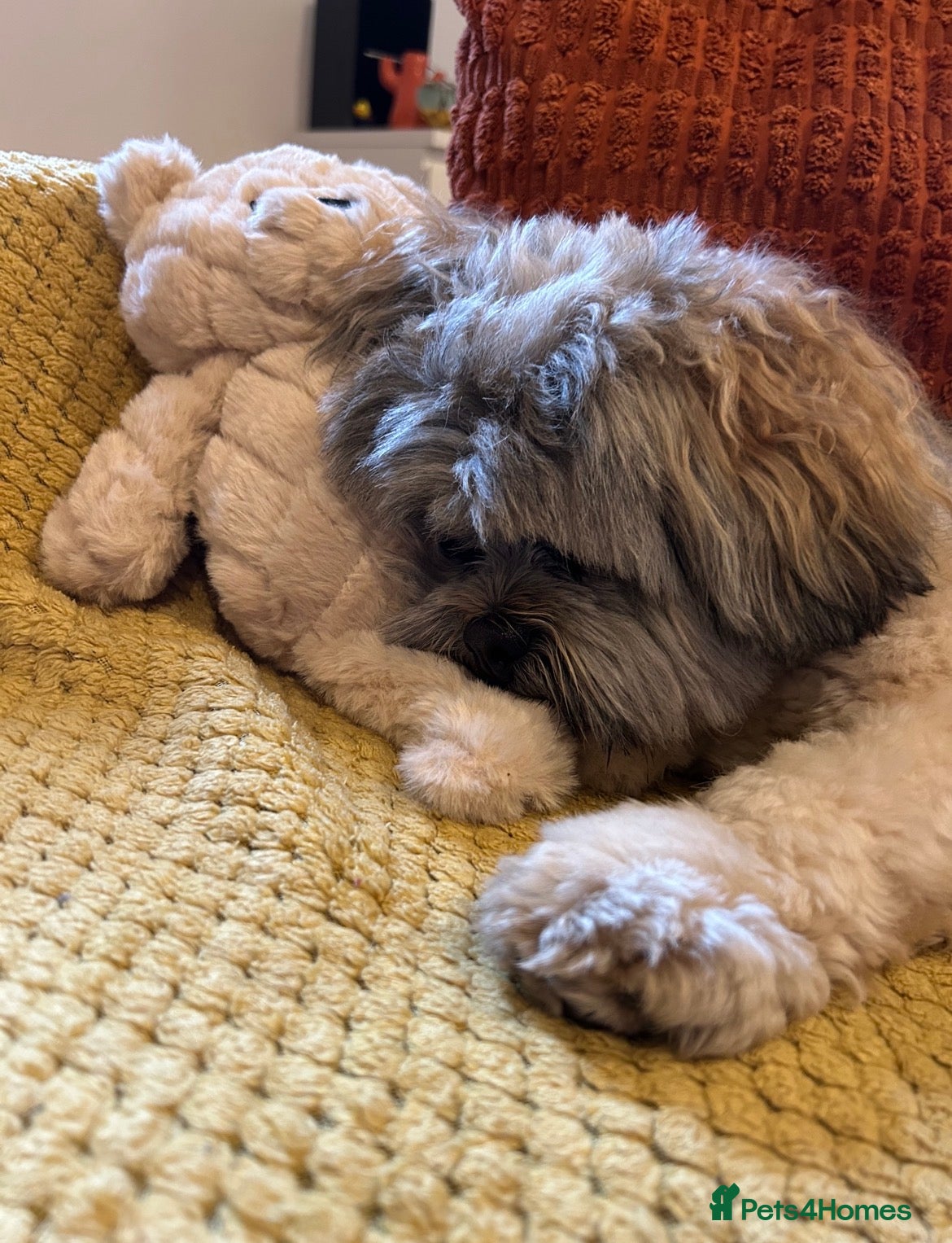 Lhasa Apso dogs Teddy the Lhasa apso - Advert 11