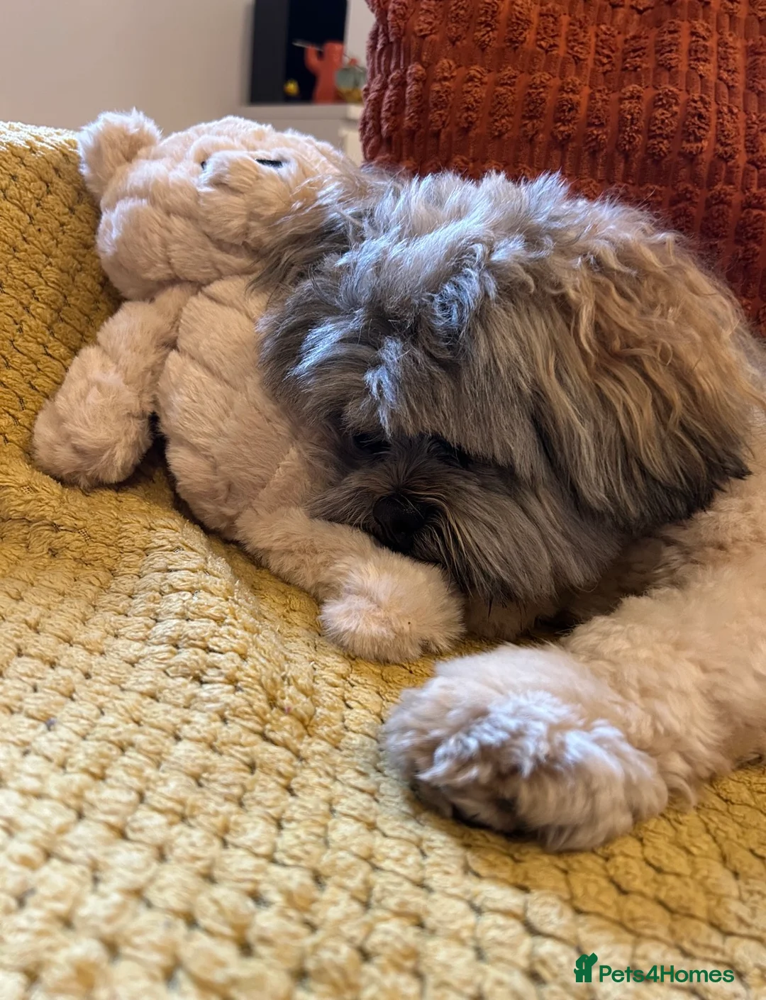 Lhasa Apso dogs for sale: Teddy the Lhasa apso - Advert 1