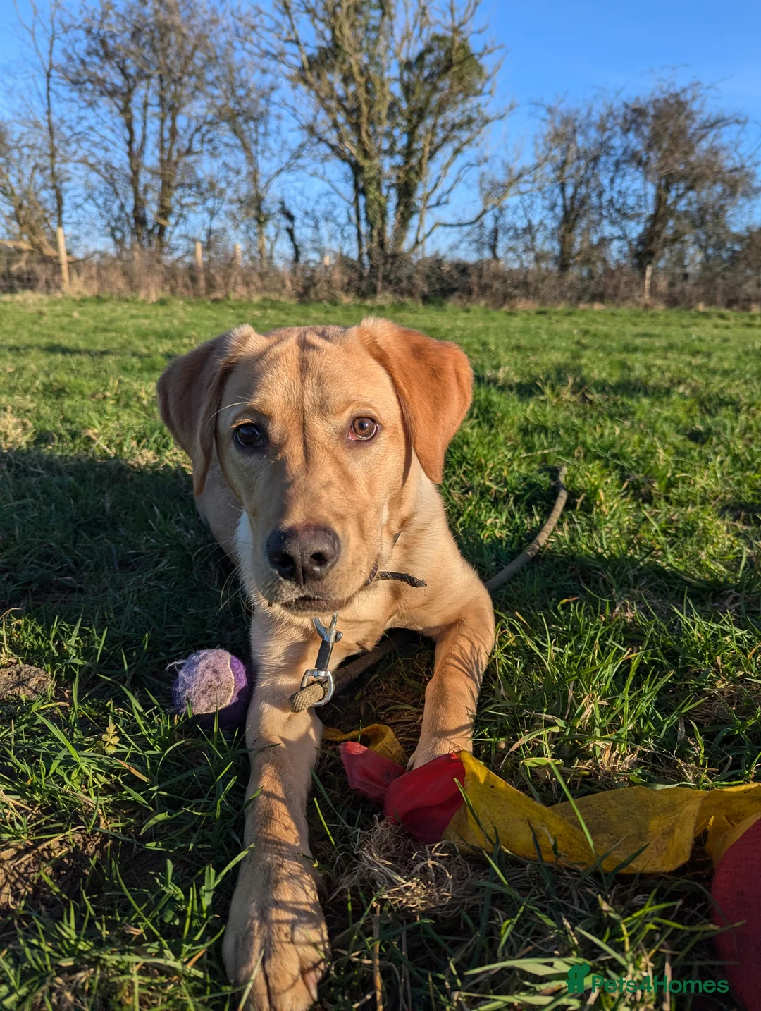 Labrador Retriever dogs for sale: Gorgeous therapy dog prospect  - Advert 7