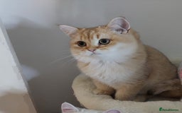 British Shorthair cats for sale: Beautiful Chocolate Golden BSH Kitten - Image 1