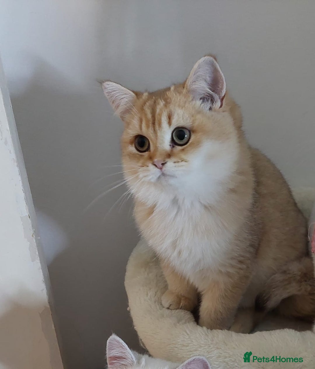 British Shorthair cats for sale: Beautiful Chocolate Golden BSH Kitten - Image 1