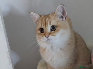 British Shorthair cats for sale - Advert 1