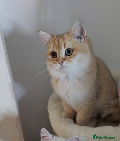 British Shorthair cats - Advert 1