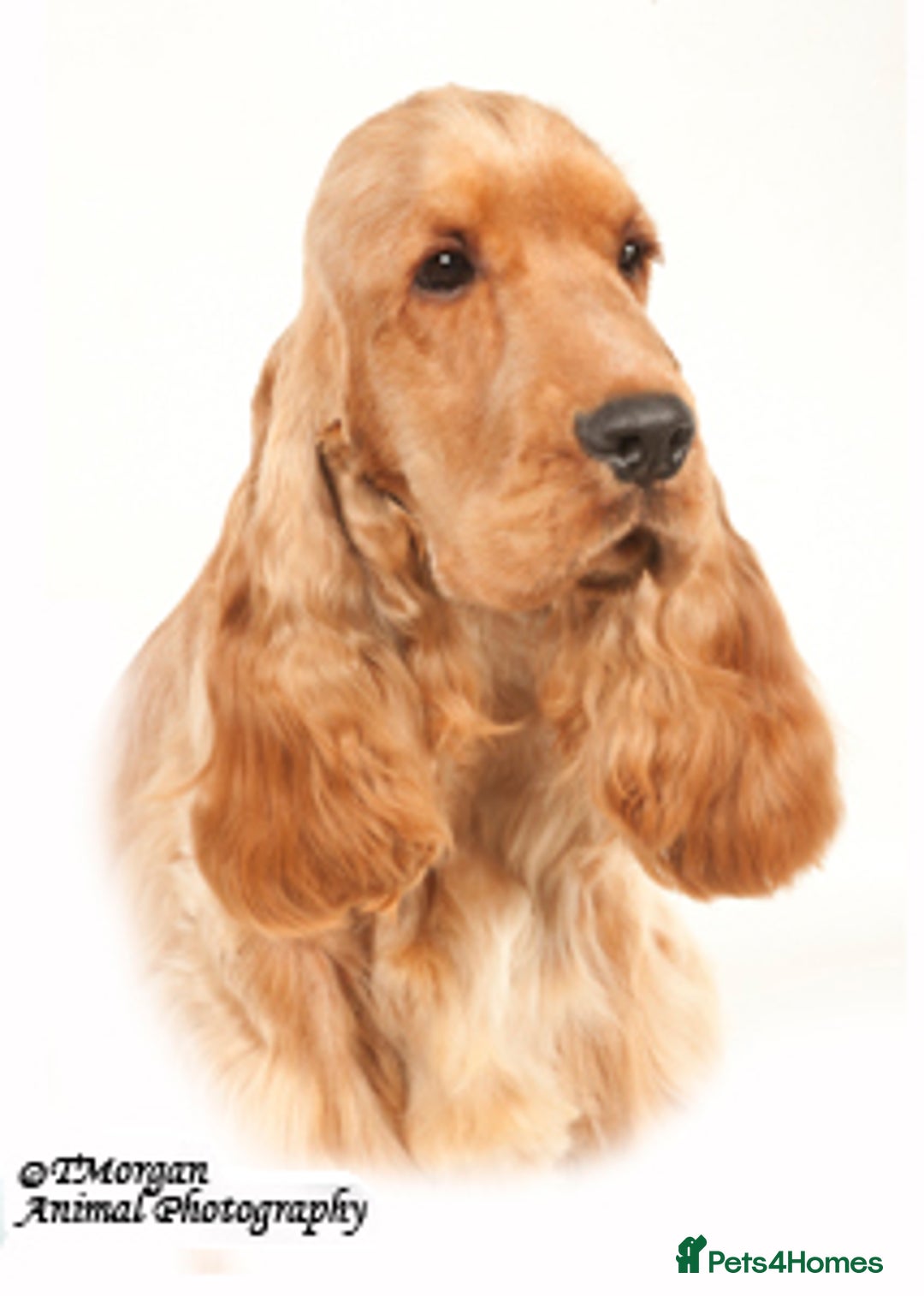 Cocker Spaniel dogs for sale: Gorgeous Gold & Solid Blk Show Boy Pups Available! - Advert 7