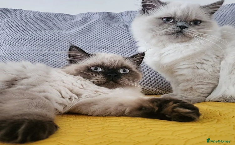 Persian cats - Advert 3