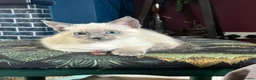 Oriental cats for sale: 7 RAGDOLL/SIAMESE KITTENS  - Advert 7