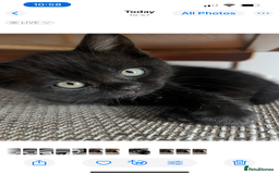 Mixed Breed cats for sale: Cute cuddly Kittens - Image 9