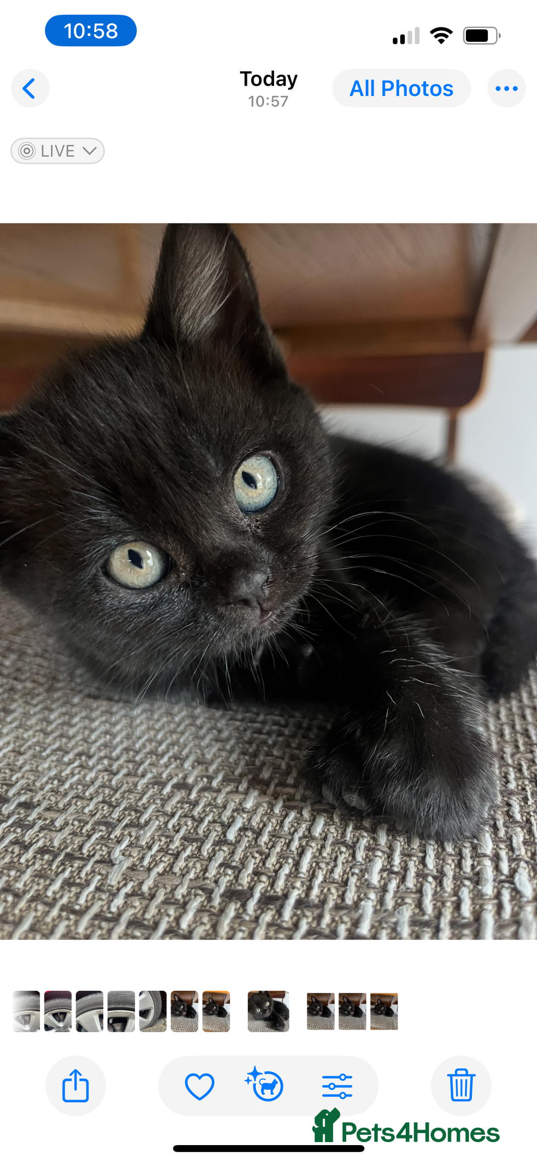 Mixed Breed cats for sale: Cute cuddly Kittens - Image 9