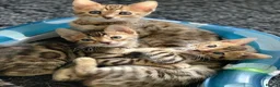 Bengal cats for sale: Clean, Healthy-Looking, and Charming Bengal Kitten in Birmingham - Advert 2