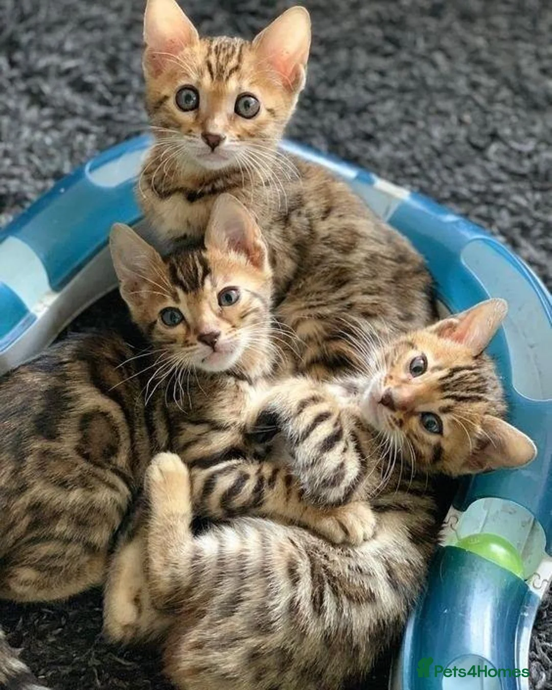 Bengal cats for sale: Clean, Healthy-Looking, and Charming Bengal Kitten in Birmingham - Advert 2