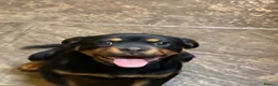 Rottweiler dogs for sale: Male Rottweiler Pup - Advert 5