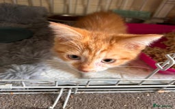 British Shorthair cats for sale: Kittens for sale - Image 3