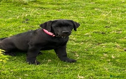 Labrador Retriever dogs for sale: K.C REG CHUNKY SHOW LABRADOR PUPS. - Image 4