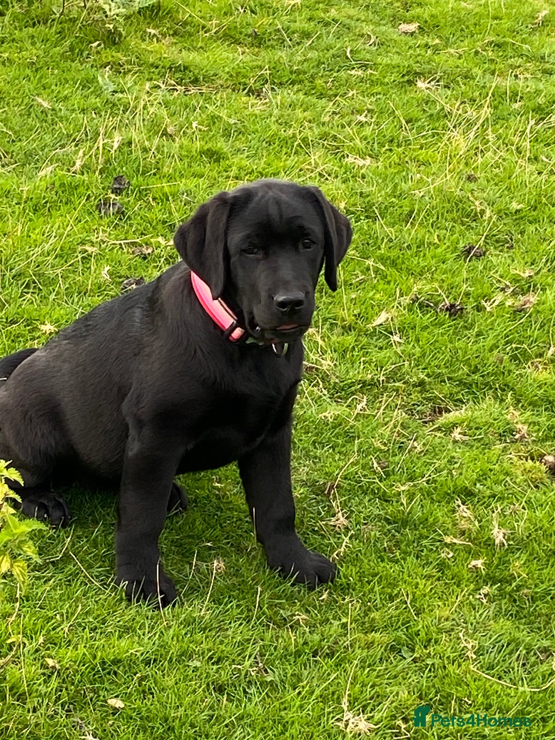 Labrador Retriever dogs for sale: K.C REG CHUNKY SHOW LABRADOR PUPS. - Image 4