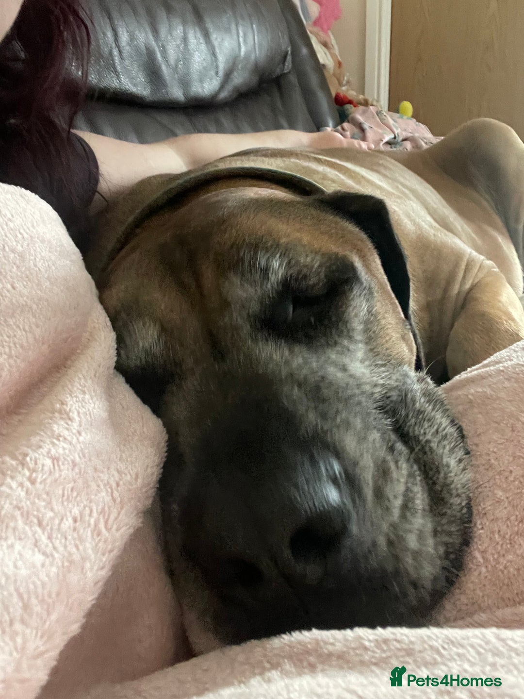 Boerboel dogs for sale: 7 year old male Boerboel for sale  - Image 5