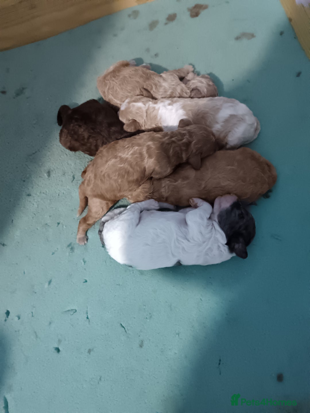 Cockapoo dogs for sale: Beautiful litter of cockapoos - Image 4