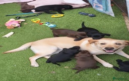 Cockerdor dogs for sale: Labrador x Cocker babies  - Image 2