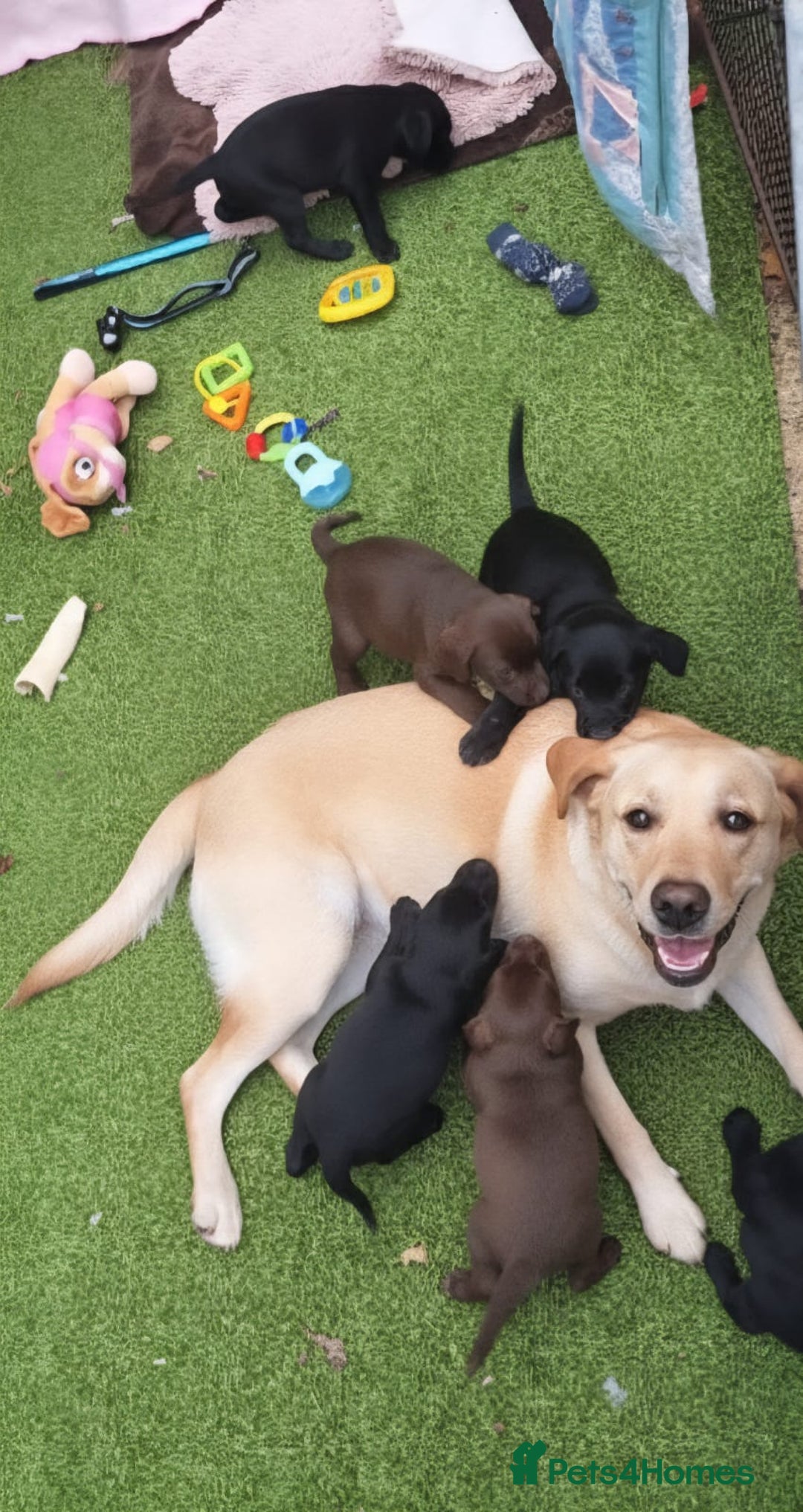 Cockerdor dogs for sale: Labrador x Cocker babies  - Image 2