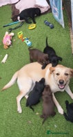 Cockerdor dogs - Advert 14
