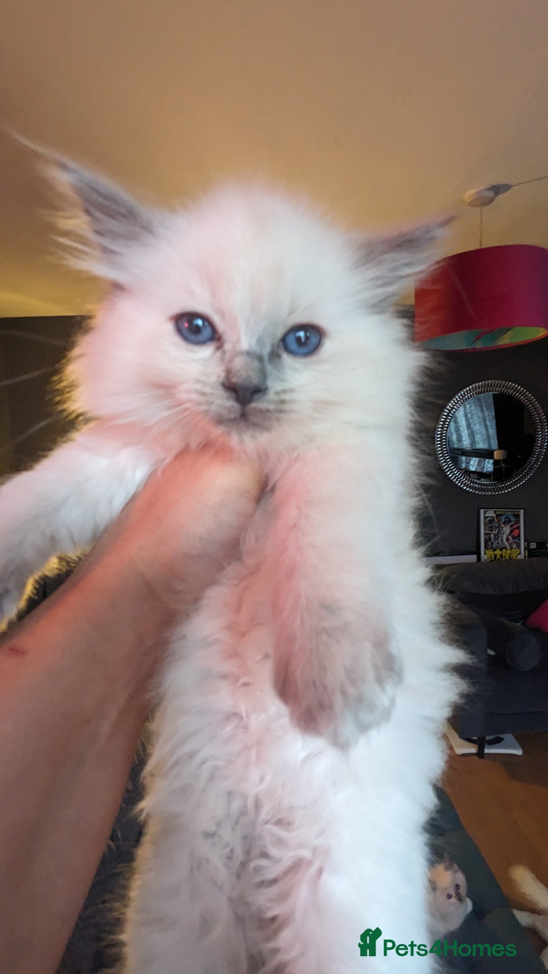 Ragdoll cats for sale: Beautiful ragdolls looking for their new families - Advert 5