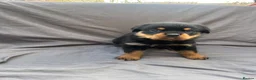 Rottweiler dogs for sale: Rottweiler pups - Advert 28