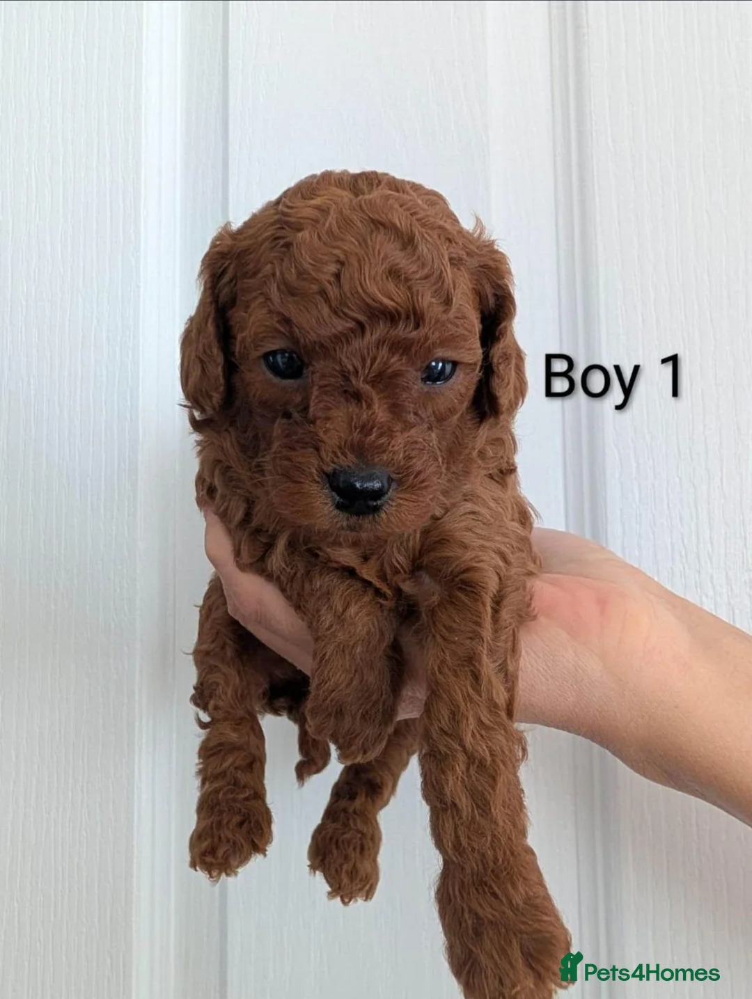 Poodle dogs for sale: Gorgeous Pure Poodle Puppies Loving Homes in Birmingham - Advert 2