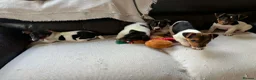 Jack Russell dogs for sale: Adorable Tri Coloured Miniature Jack Russell Pups - Advert 17