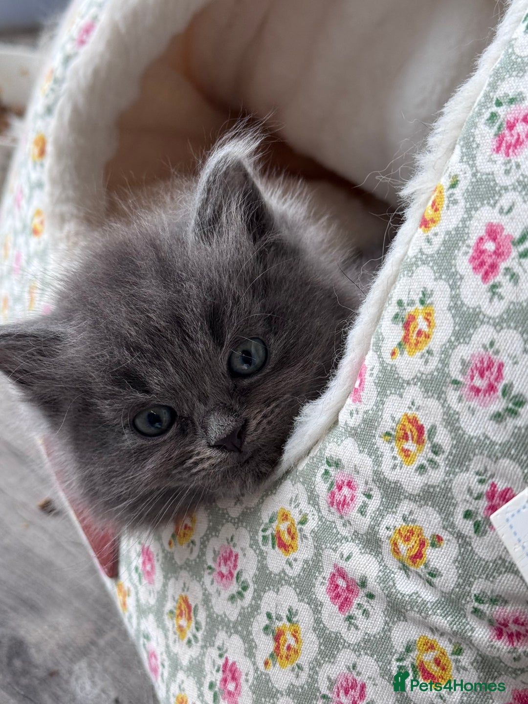 Ragdoll cats for sale: Ragdoll X British Blue beauties - Advert 10