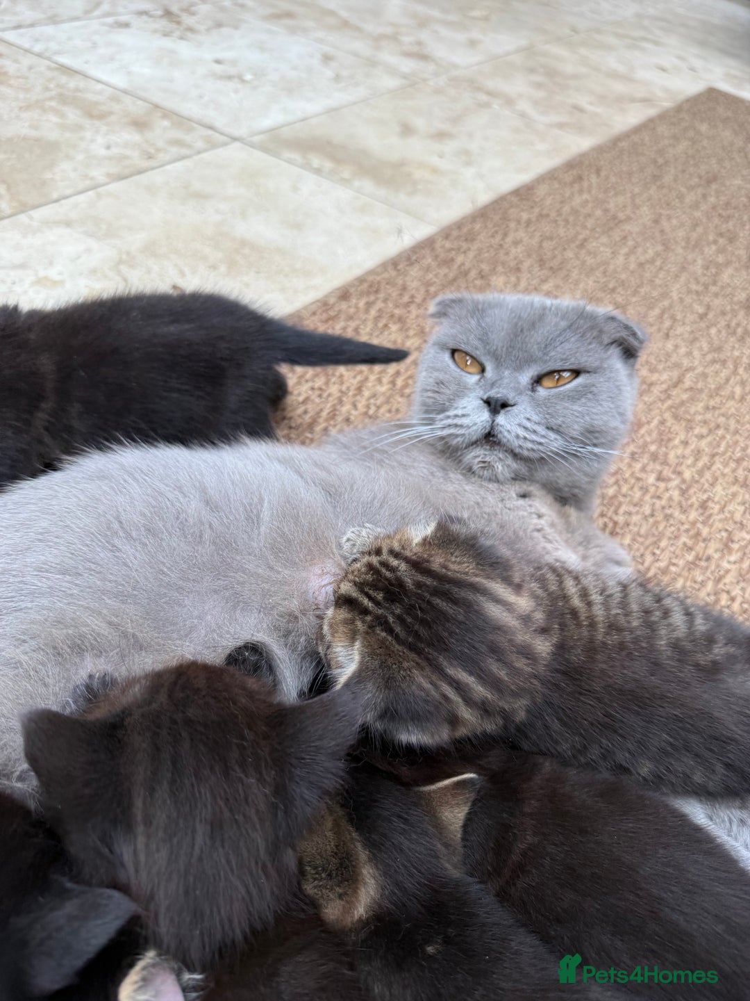 Scottish Fold cats for sale: Beautiful Scottish Kittens – Fold & Straight Ears - Image 6