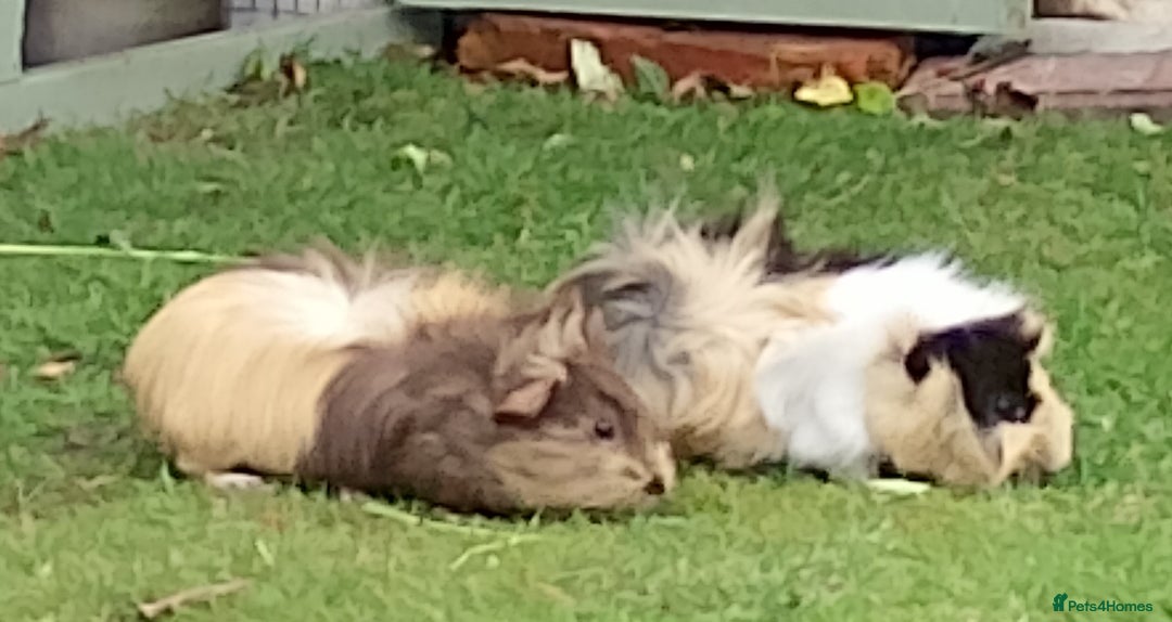 Guinea Pig rodents for sale: Beautiful baby boy  - Image 5