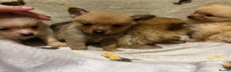Pomchi dogs for sale: Pomeranian puppy's  - Advert 15