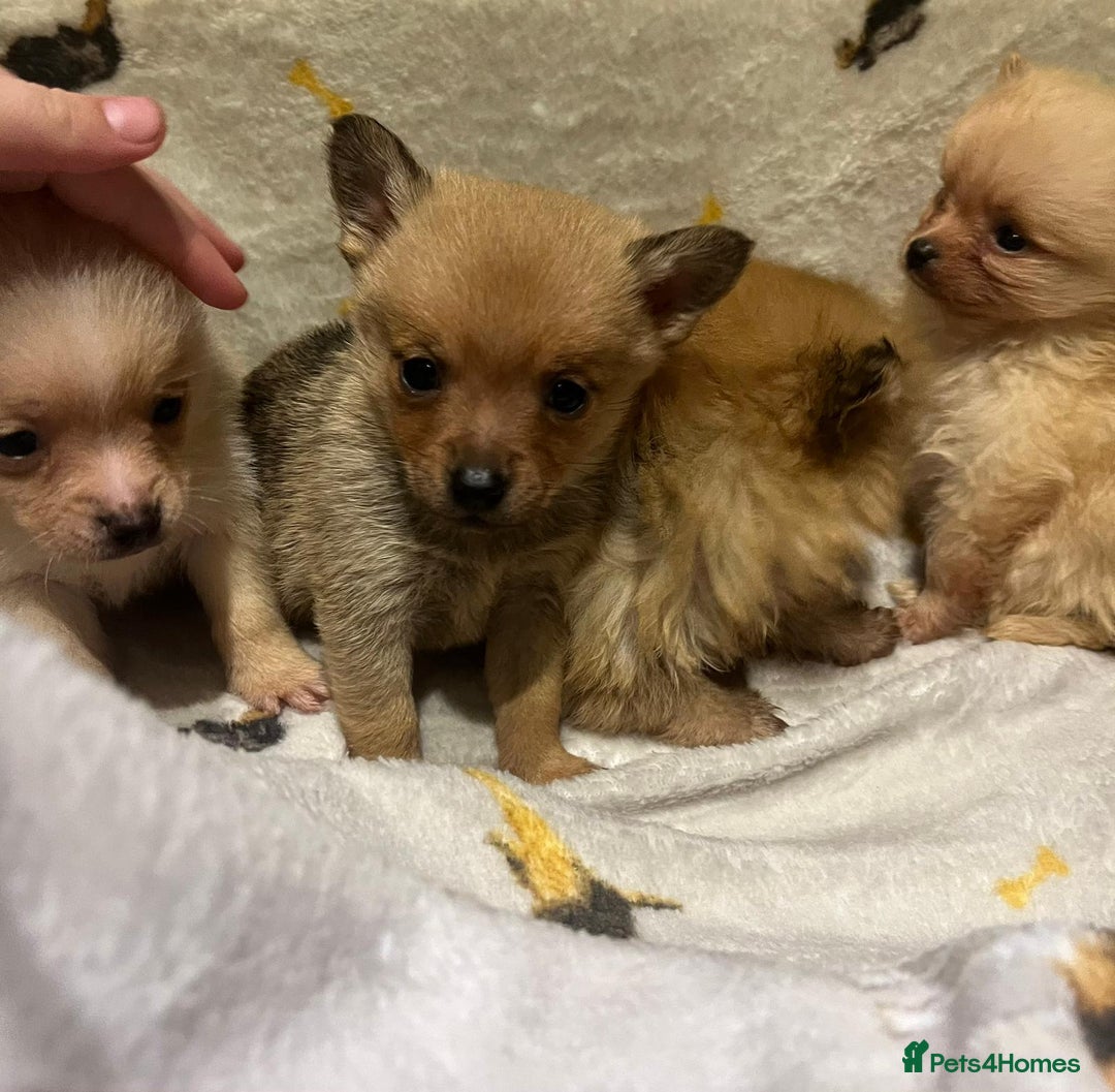 Pomchi dogs for sale: Pomeranian puppy's  - Advert 15