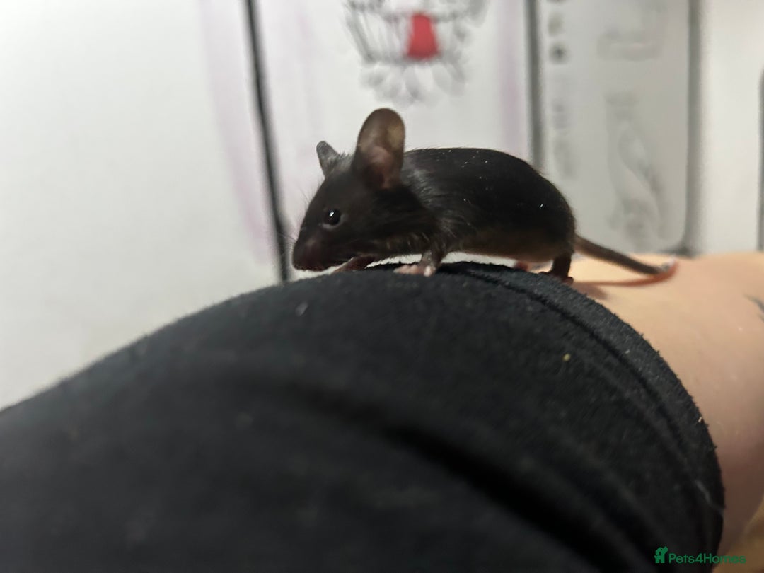 Mouse rodents for sale: Different colours pretty young mice - Advert 1