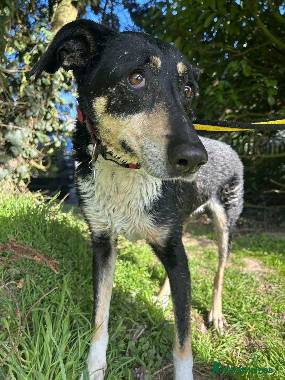 Mixed Breed dogs for adoption: Lottie - Norwich Norfolk  in Norwich - Advert 4