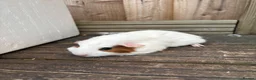 Guinea Pig rodents for sale: 5 female guinea pigs ready now  - Advert 4