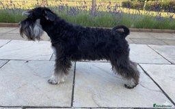 Miniature Schnauzer dogs for sale: Adorable black n silver Mini Schnauzer  - Image 8