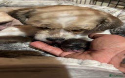 Lhasa Apso dogs for sale: Lhasa apso puppies  - Image 15