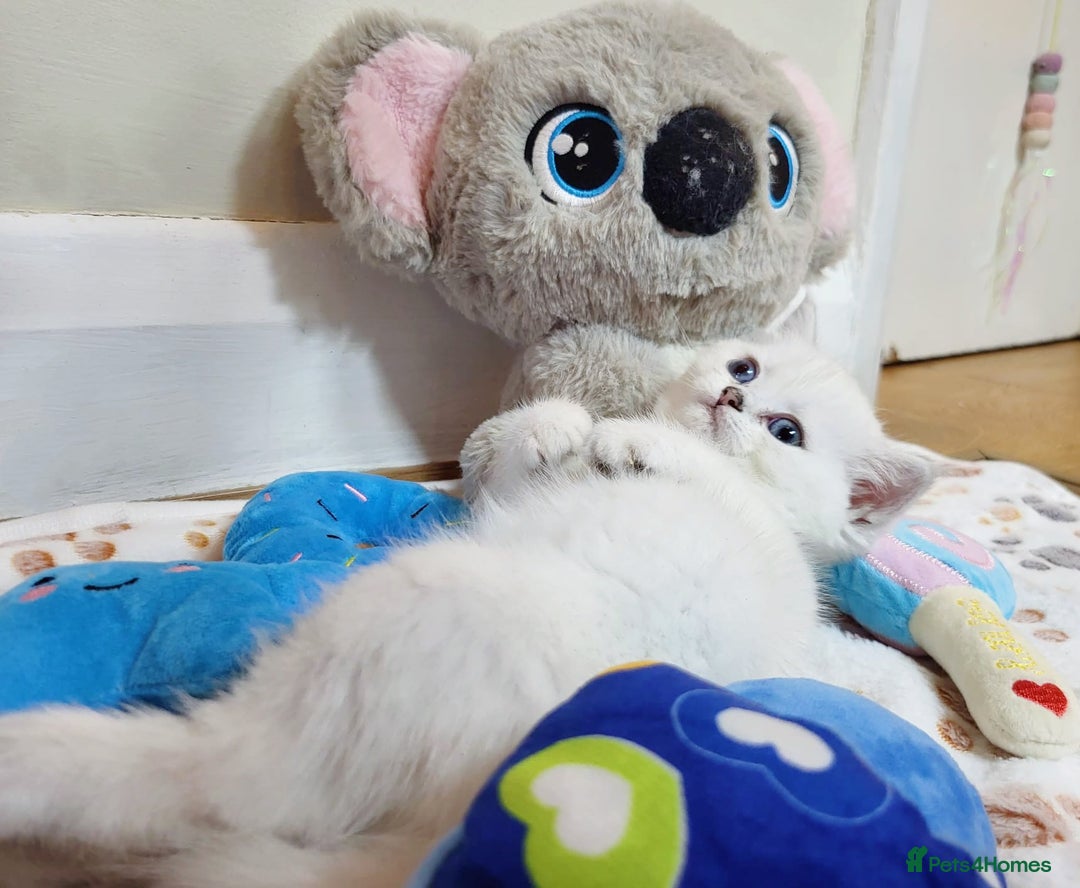 British Longhair cats for sale: 5 Beautiful blue eyed British Shorthair in London - Image 15