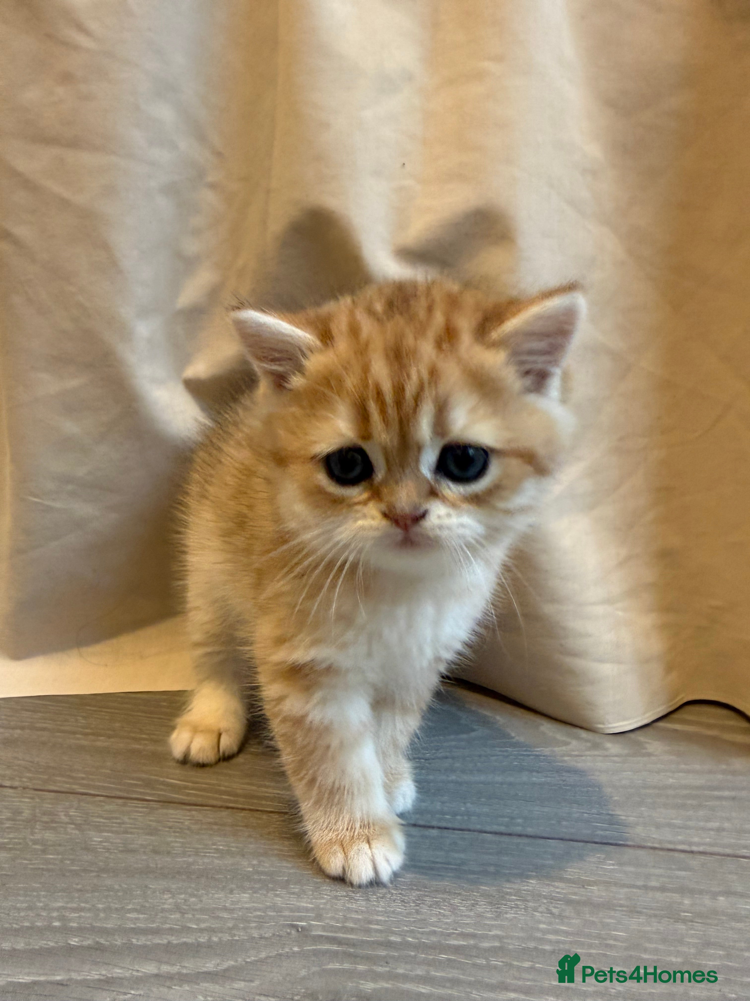 British Shorthair cats British Shorthair+ Scottish Fold - Advert 2