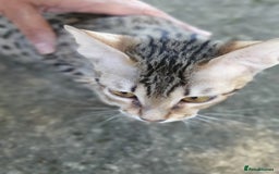 Savannah cats for sale: Fabulous F5 SBT Savannah Kittens! REDUCED! - Image 22