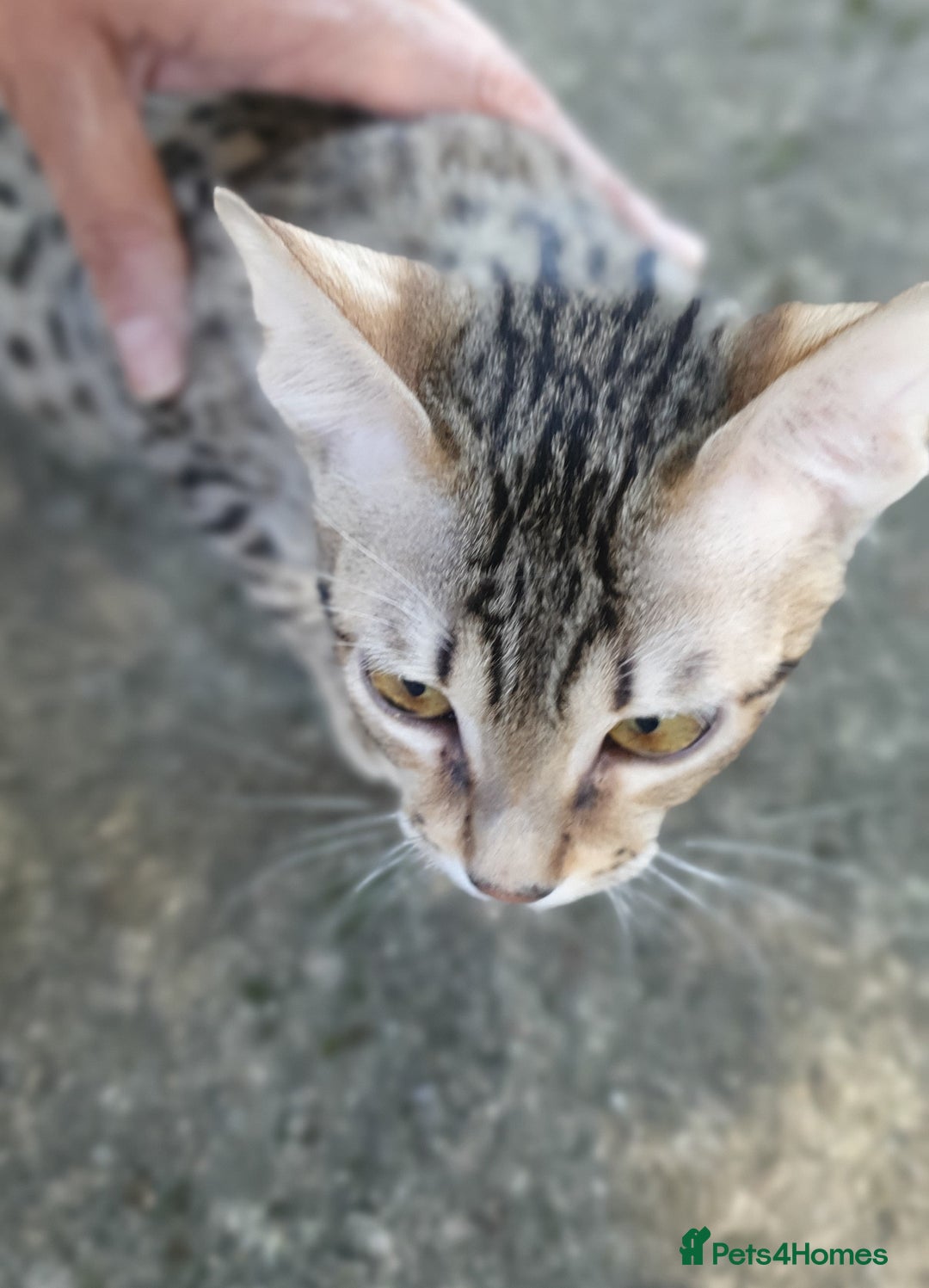 Savannah cats for sale: Fabulous F5 SBT Savannah Kittens! REDUCED! - Image 22