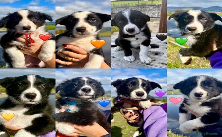 Border Collie dogs - Advert 2