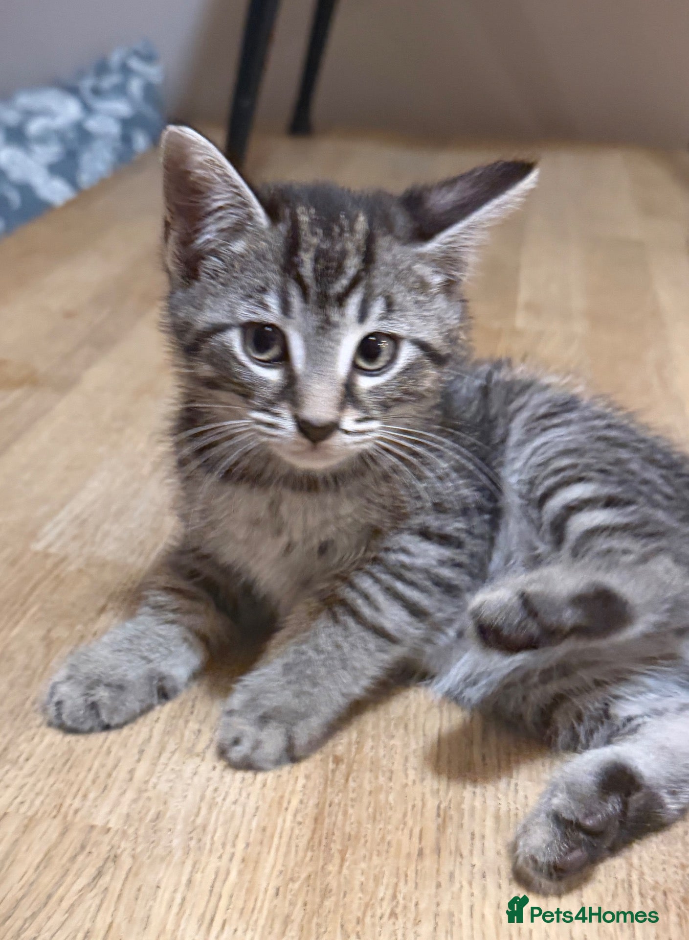 Maine Coon cats for sale: Beautiful Maine Coon x Silver British shorthair - Advert 2